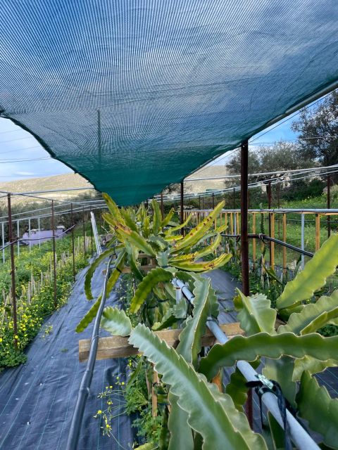 Traditional Olive Grove and Dragon Fruit Farm Tour - Why this small Cretan farm visit works