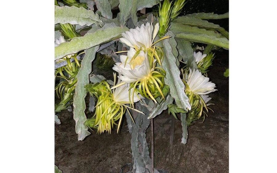 Traditional Olive Grove and Dragon Fruit Farm Tour - Walking among the olive trees