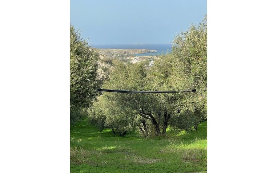 Traditional Olive Grove and Dragon Fruit Farm Tour - Olive oil from tree to table
