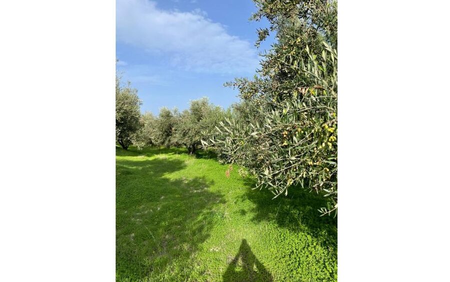 Traditional Olive Grove and Dragon Fruit Farm Tour - The patio tasting and farm hospitality