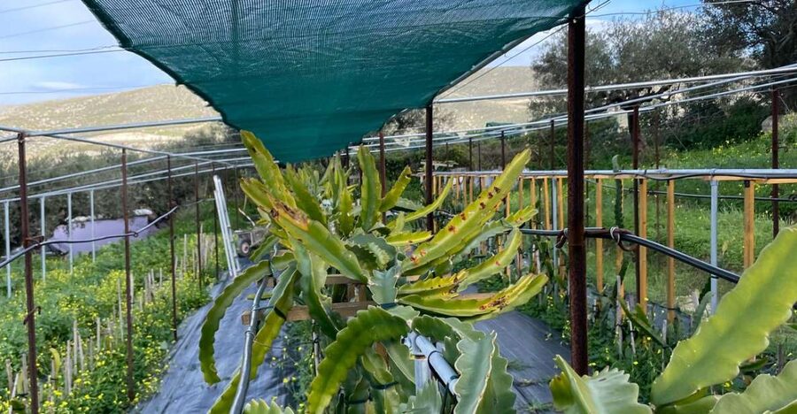 Traditional Olive Grove and Dragon Fruit Farm Tour - How long the experience really takes