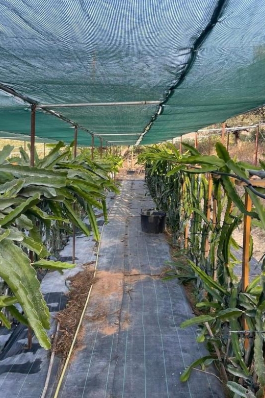 Traditional Olive Grove and Dragon Fruit Farm Tour - Arriving by car and finding the meeting point