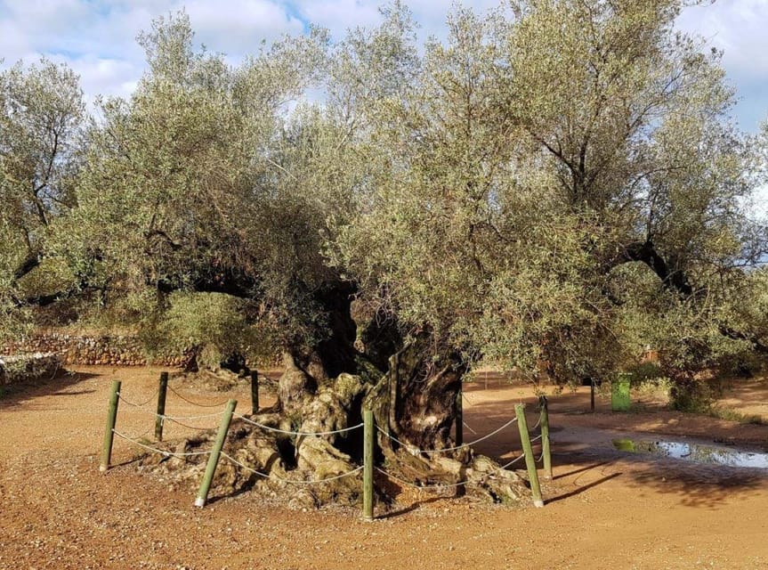 Ulldecona: Guided Tour of the Millenary Olive Trees of Arión - Key points to know before you book