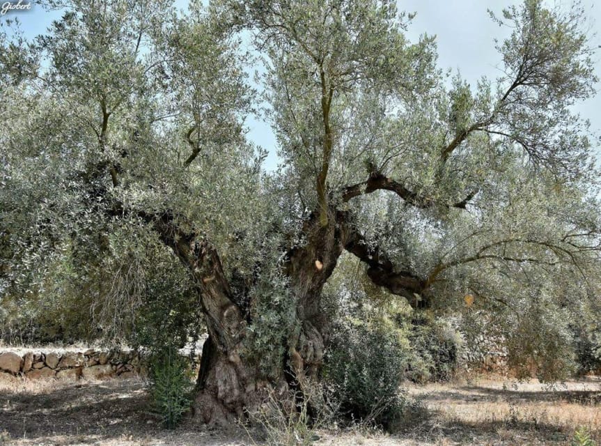 Ulldecona: Guided Tour of the Millenary Olive Trees of Arión - Why Arión Valley is the real subject of the tour
