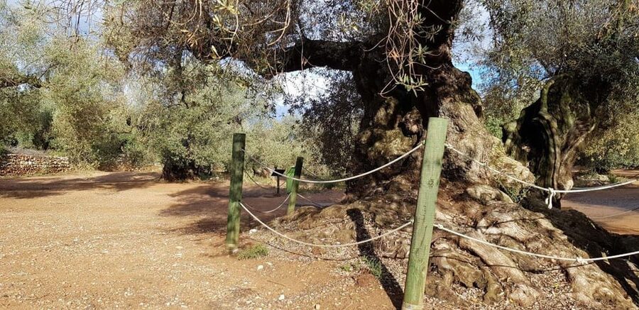 Ulldecona: Guided Tour of the Millenary Olive Trees of Arión - Farga I and the story of ancient olive trees
