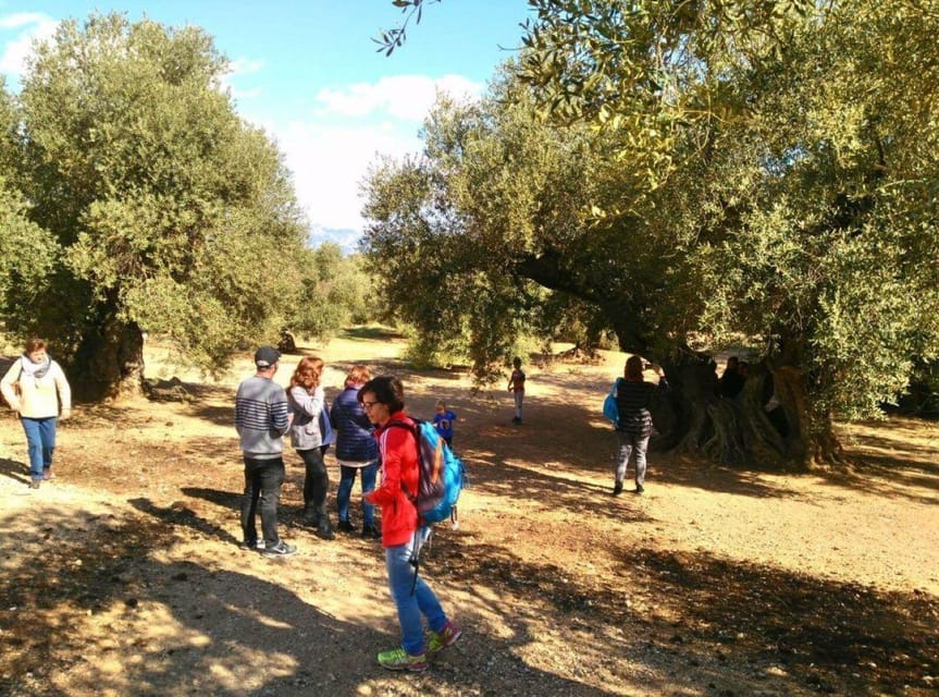 Ulldecona: Guided Tour of the Millenary Olive Trees of Arión - What $11 gets you