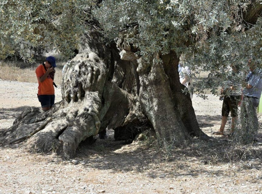 Ulldecona: Guided Tour of the Millenary Olive Trees of Arión - Meeting at Ulldecona Tourist Office