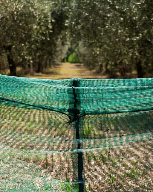 Umbria: E-Bike Rental and Fresh EV Olive Oil Tasting - Who should book this experience?