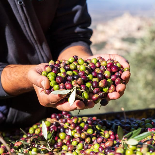 Umbria: E-Bike Rental and Fresh EV Olive Oil Tasting - Arriving at Frantoio Gaudenzi