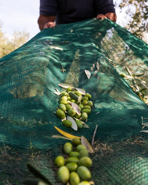 Umbria: E-Bike Rental and Fresh EV Olive Oil Tasting - Practical details that affect your choice