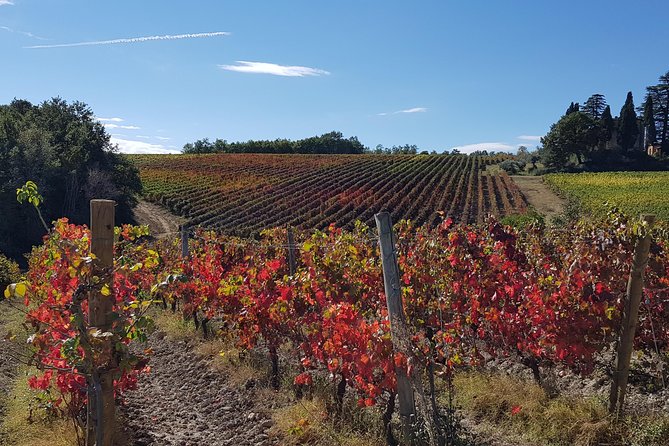 Umbria E-Bike & Wine Tour through Vineyards and Olive Groves - The ride back and the shape of the day