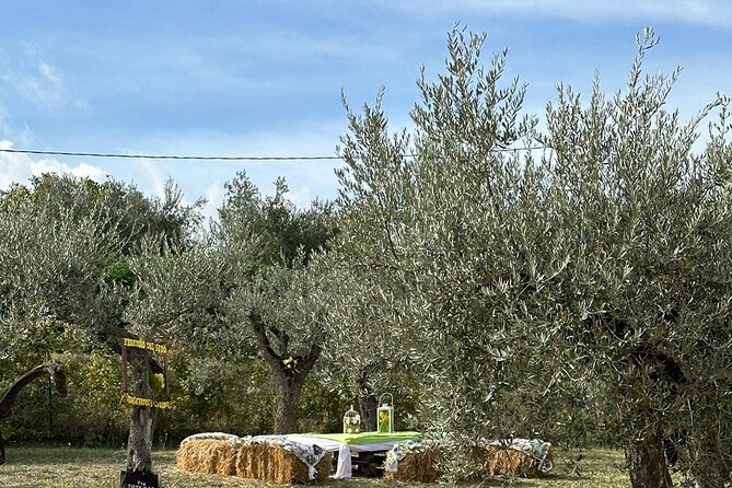 Umbria: Guided tour to Traditional Olive Oil Mill and Tasting - Is $16.94 a fair price?