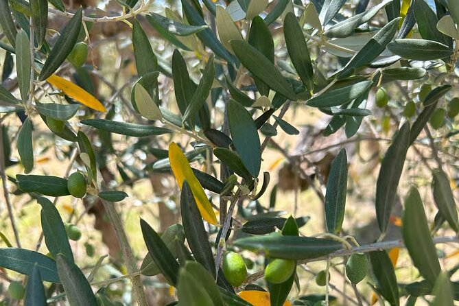 Umbria: Guided tour to Traditional Olive Oil Mill and Tasting - Who should book this olive mill visit?