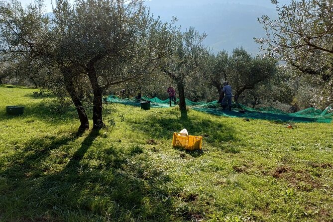 Umbria: Guided tour to Traditional Olive Oil Mill and Tasting - Booking details worth knowing