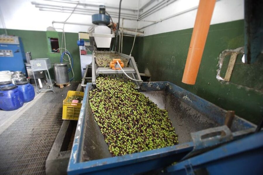 Villa Castelli: Highlights Walking Tour w/ Olive Oil Tasting - Who Will Enjoy This Tour Most?