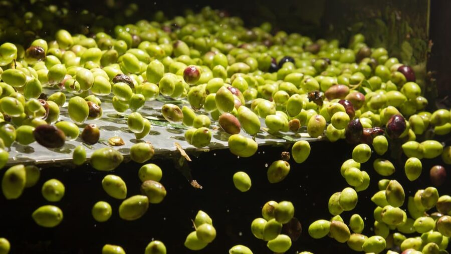 Visit an almazara + extra virgin olive oil tasting: Baeza - Why Baeza is a good place to learn about olive oil