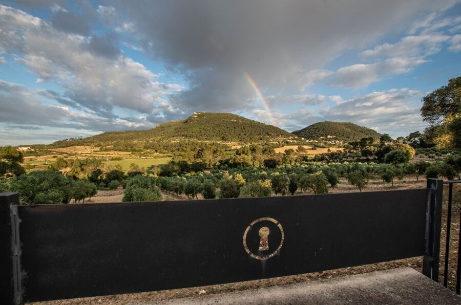 Visit of the olive grove, olive oil tasting and snack - Why this olive oil visit is worth your morning
