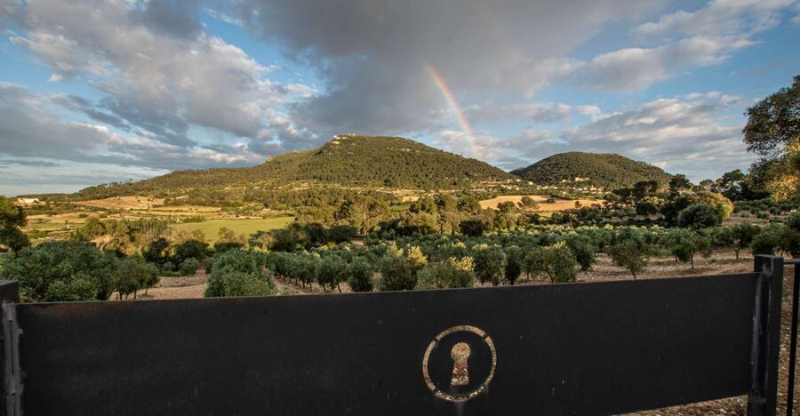 Visit of the olive grove, olive oil tasting and snack - Inside the mill: seeing how premium EVOO is made