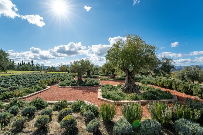 Visit Oil Mill Museum and Olive Oil Tasting in Ronda - The olive oil tasting, from blind samples to bread