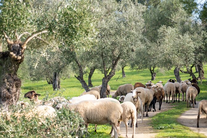 Visit Oil Mill Museum and Olive Oil Tasting in Ronda - How the bilingual format affects the visit