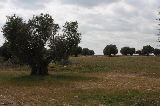 Visit olive grove centenary with oil tasting course - Why the Cornicabra olive matters