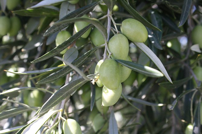 Visit olive grove centenary with oil tasting course - Getting to the meeting point and avoiding confusion