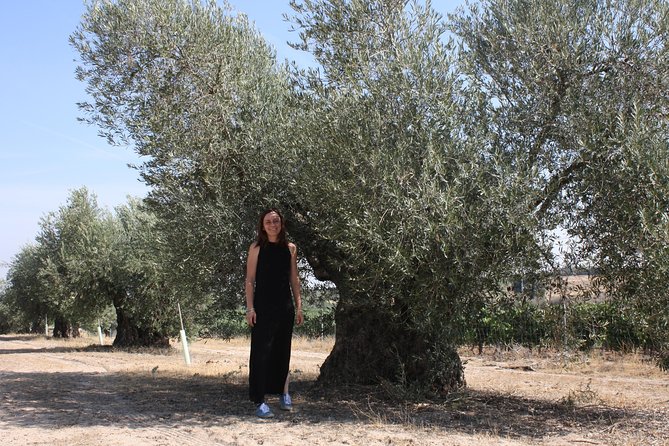 Visit olive grove centenary with oil tasting course - The oil tasting course in plain language