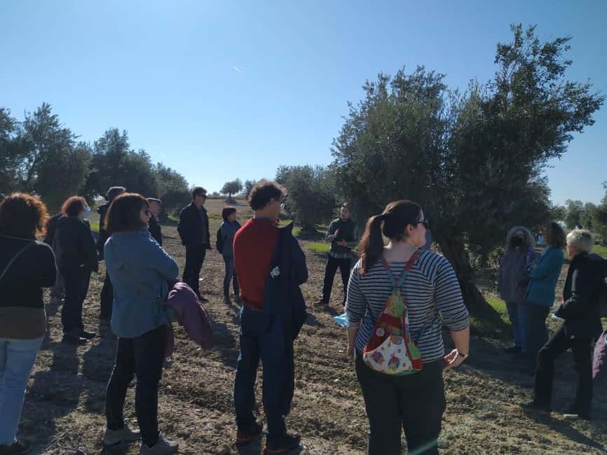 Visit to an olive oil mill and oil tasting with aperitif and food and wine pairing. - Why this Titulcia olive oil visit is worth your time