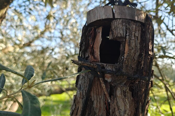 Visit to Family Ecological Olive Tree and Olive Oil Tasting - Why the 90-minute length works