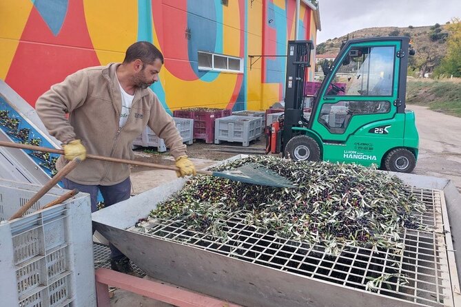 Visit to olive grove and olive mill with oil tasting and tasting - Learning to taste two extra virgin oils