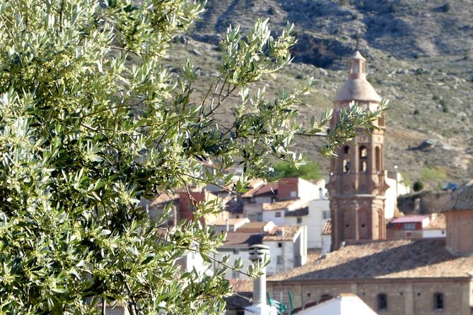 Visit to olive grove and olive mill with oil tasting and tasting - Who should book this olive oil experience