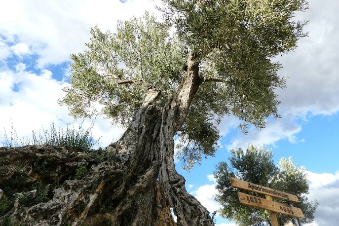 Visit to olive grove and olive mill with oil tasting and tasting - Starting among Oliete’s centuries-old trees