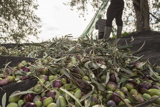 Visit to the olive grove, oil tasting and lunch at the farm - What you taste with the olive oil