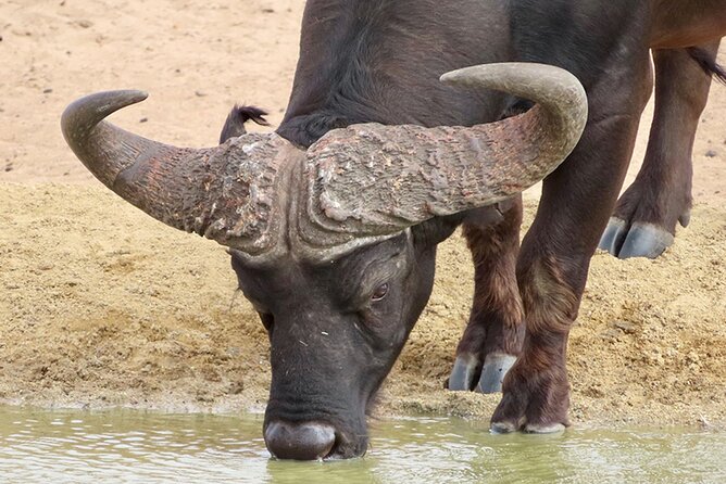 Wildlife Safari, Olive, Beer/Wine Tasting Day Tour from Cape Town - Buffelsfontein and the three-hour wildlife drive