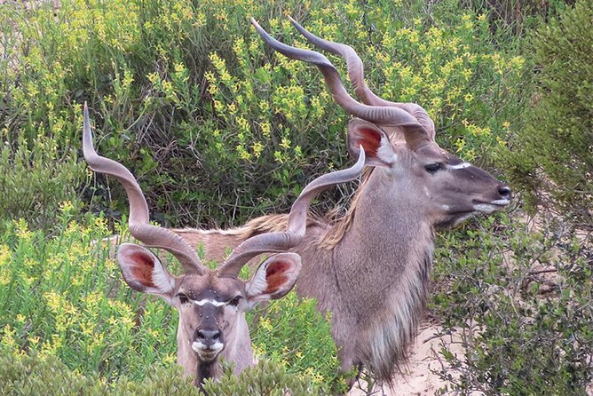 Wildlife Safari, Olive, Beer/Wine Tasting Day Tour from Cape Town - Darling Sweets and the small gift stop