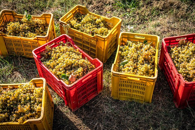Wine and olive oil tasting & farm tour - Olive oil, production, and the limits of the tour