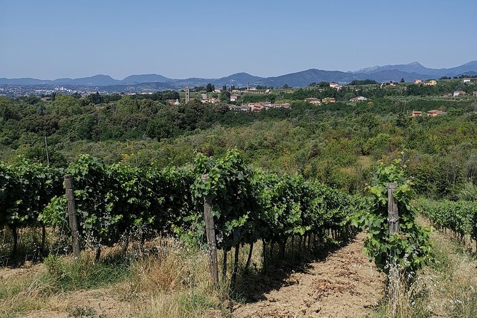 Wine and olive oil tasting & farm tour - Bread, cheese, bruschetta, and a simple Tuscan lunch