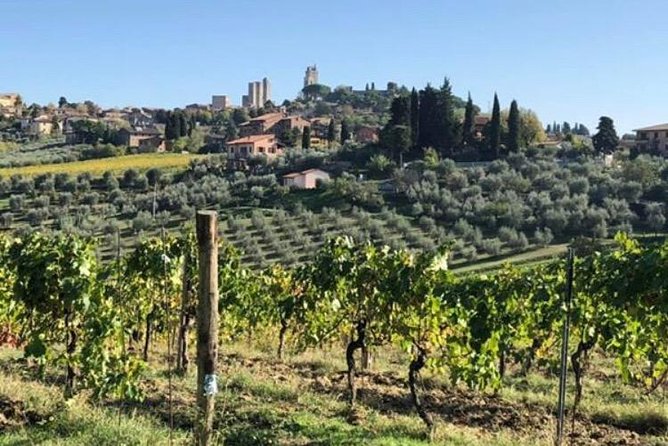 Wine and olive oil tastings with the locals - Understanding wine from vineyard to aging room