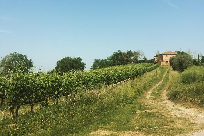 Wine and olive oil tastings with the locals - Olive oil with more character than a restaurant bottle