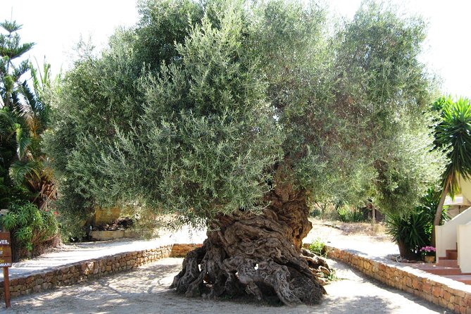 Wine, Beer, Olive Oil Tasting Private Tour (price per group of 6) - Three Cretan flavors in one seven-hour outing