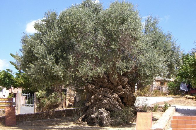 Wine, Beer, Olive Oil Tasting Private Tour (price per group of 6) - Wine and olive oil at Anoskeli