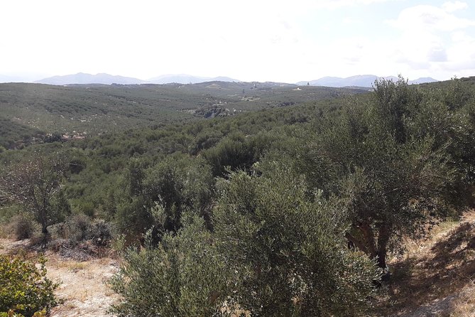 Wine, Beer, Olive Oil Tasting Private Tour (price per group of 6) - The ancient olive tree at Vouves