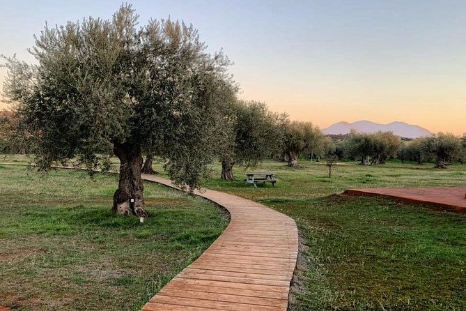 WIne & Olive Oil Tasting in an Organic Farm in Laconia, Greece! - Walking Through Five Centuries of Olive Trees