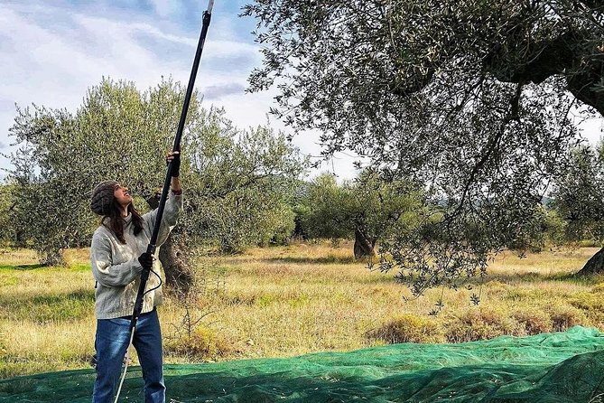 WIne & Olive Oil Tasting in an Organic Farm in Laconia, Greece! - A Light Lunch of Greek Farm Flavors