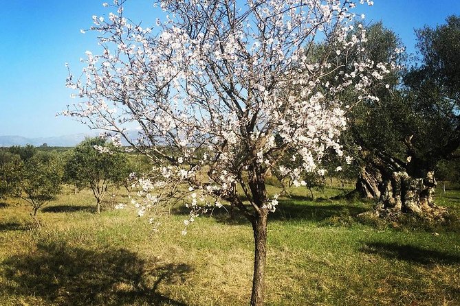WIne & Olive Oil Tasting in an Organic Farm in Laconia, Greece! - Maria and the Human Side of the Experience
