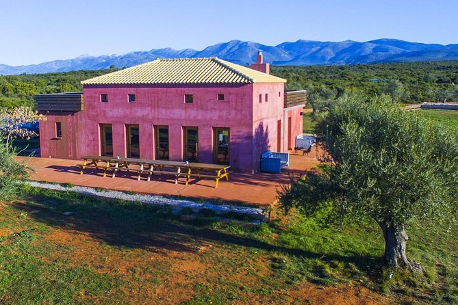 WIne & Olive Oil Tasting in an Organic Farm in Laconia, Greece! - Learning to Taste Olive Oil Properly