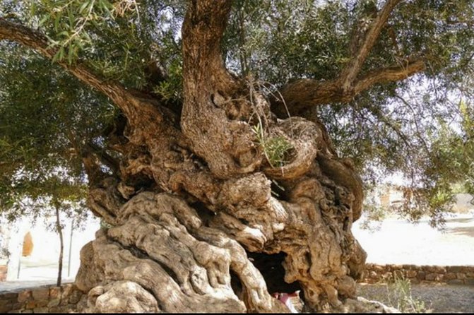 Wine & Olive Oil tasting one day private tour in Crete - Key points to know before booking