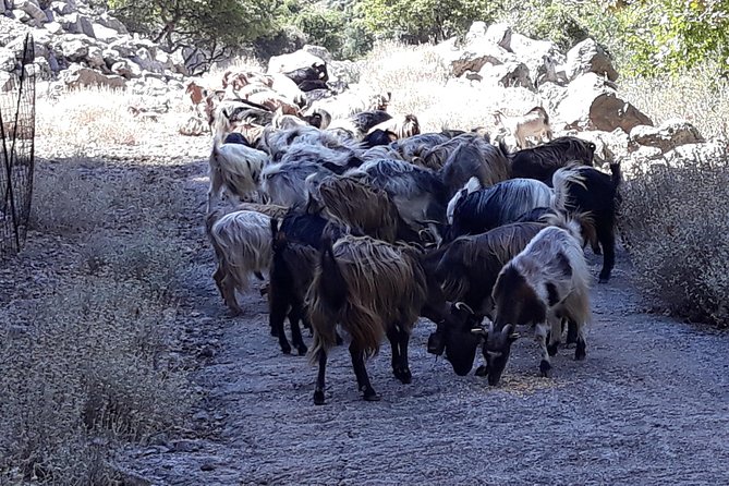 Wine & Olive Oil Tour with Lunch at Milia Mountain Retreat - What the $181.48 price includes