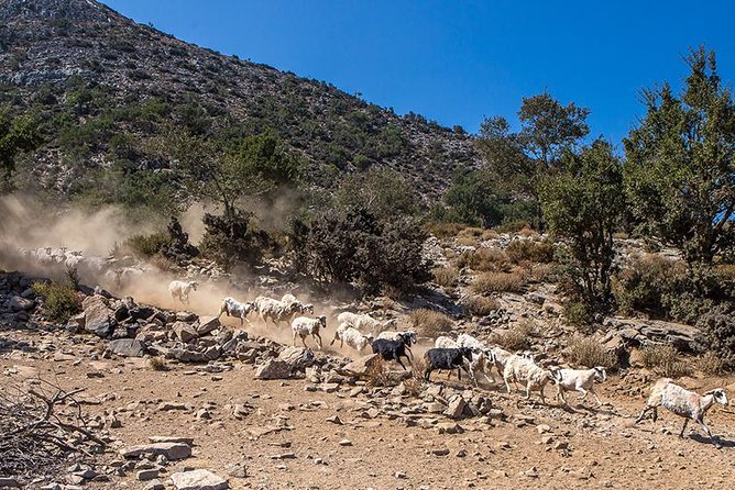 Wine & Olive Oil Tour with lunch at the White Mountains - The descent through villages and fruit country