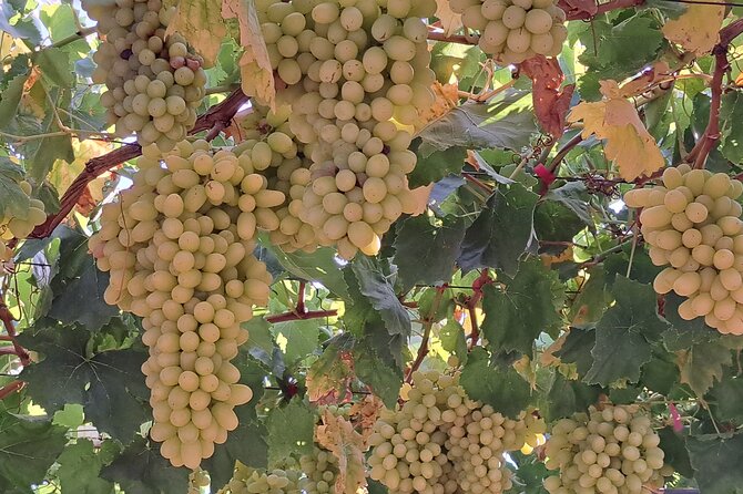 Wine Raki Olive Oil Tasting and Pottery - Private Tour - Katalagari: a village walk and optional lunch